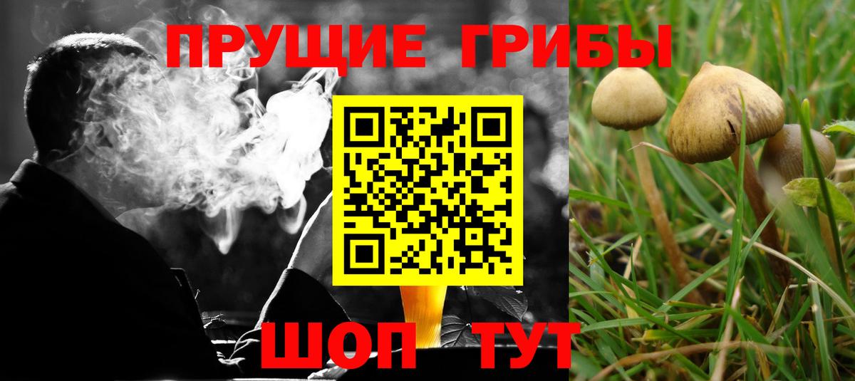 Заринск  Галлюциногенные грибы Psilocybe  Вход с VPN 